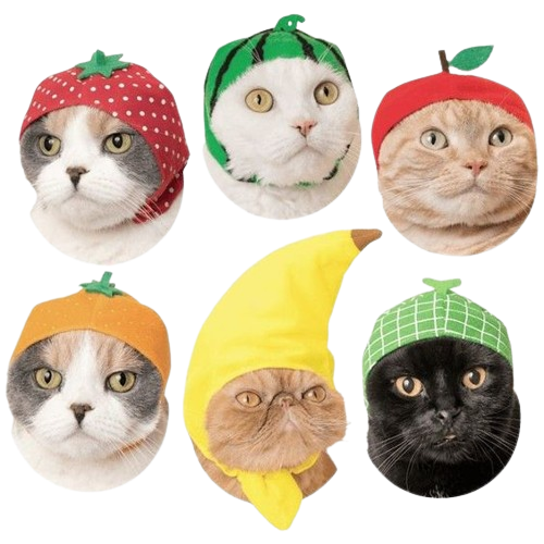 cats wearing silly hats